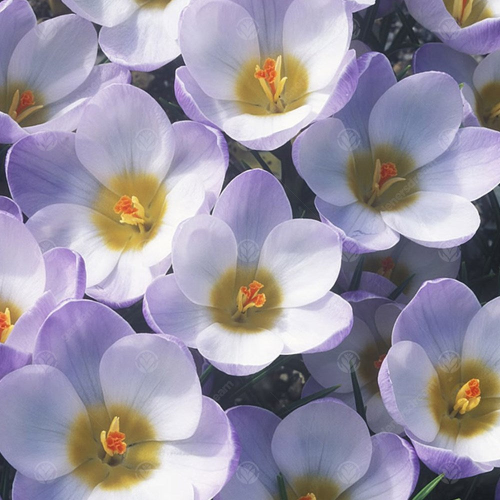 Crocus Blue Pearl -MASTER-