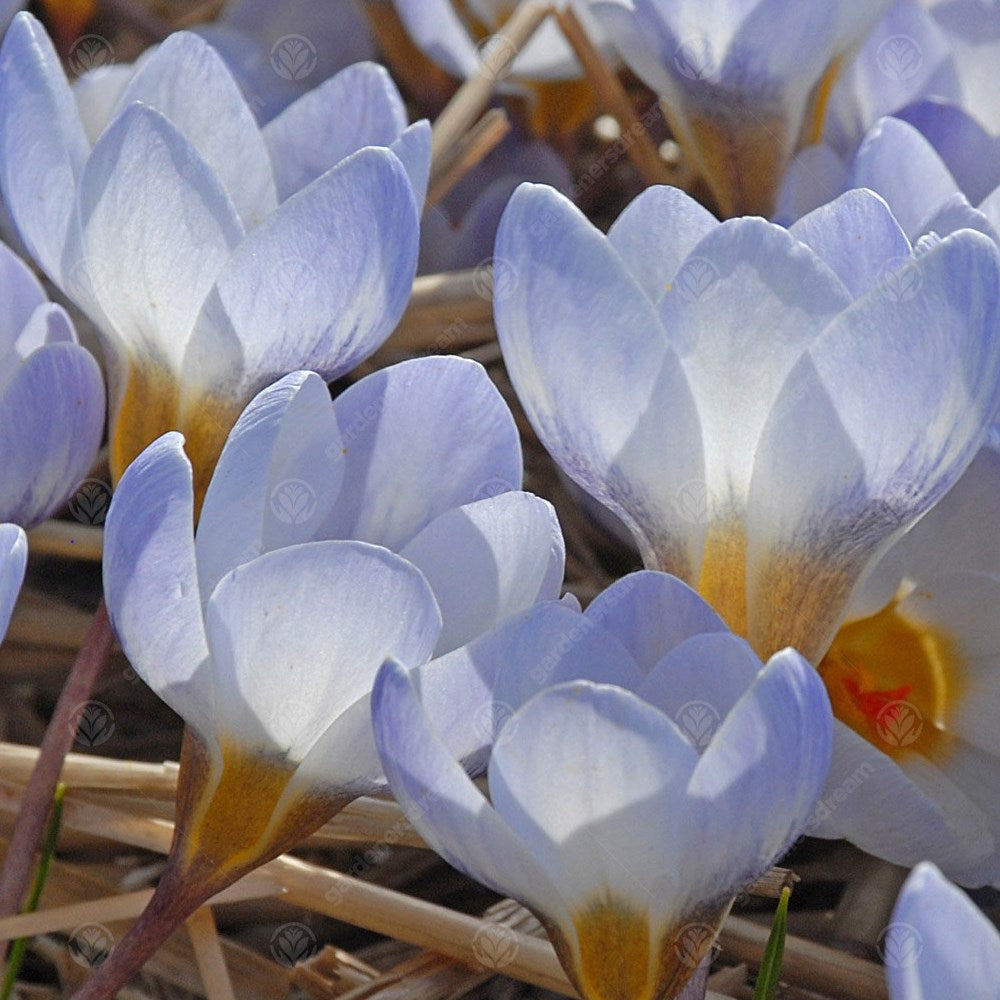 Crocus Blue Pearl -MASTER-