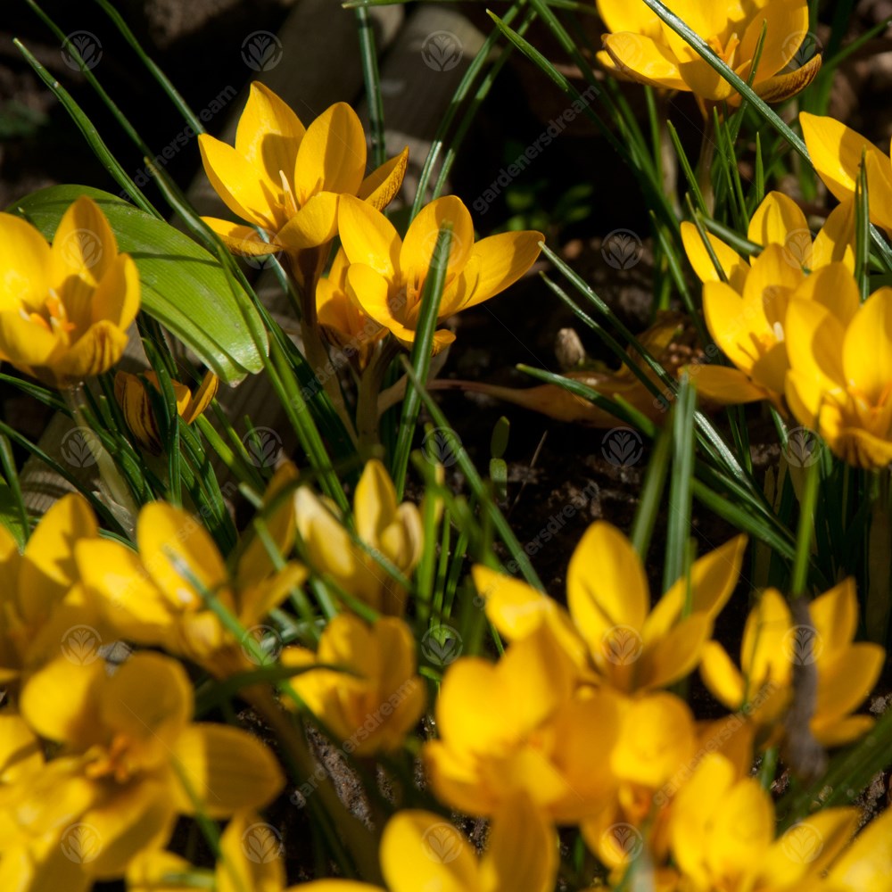Crocus Goldilocks -MASTER-