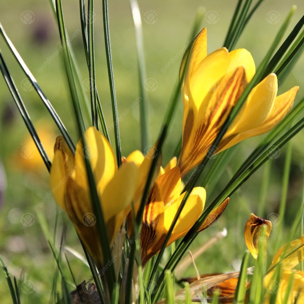 Crocus Goldilocks -MASTER-