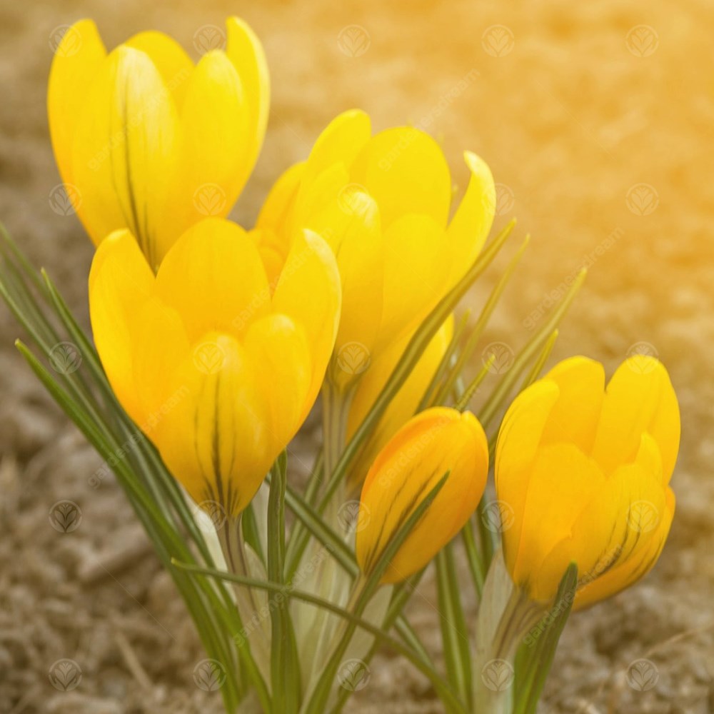 Crocus Goldilocks -MASTER-