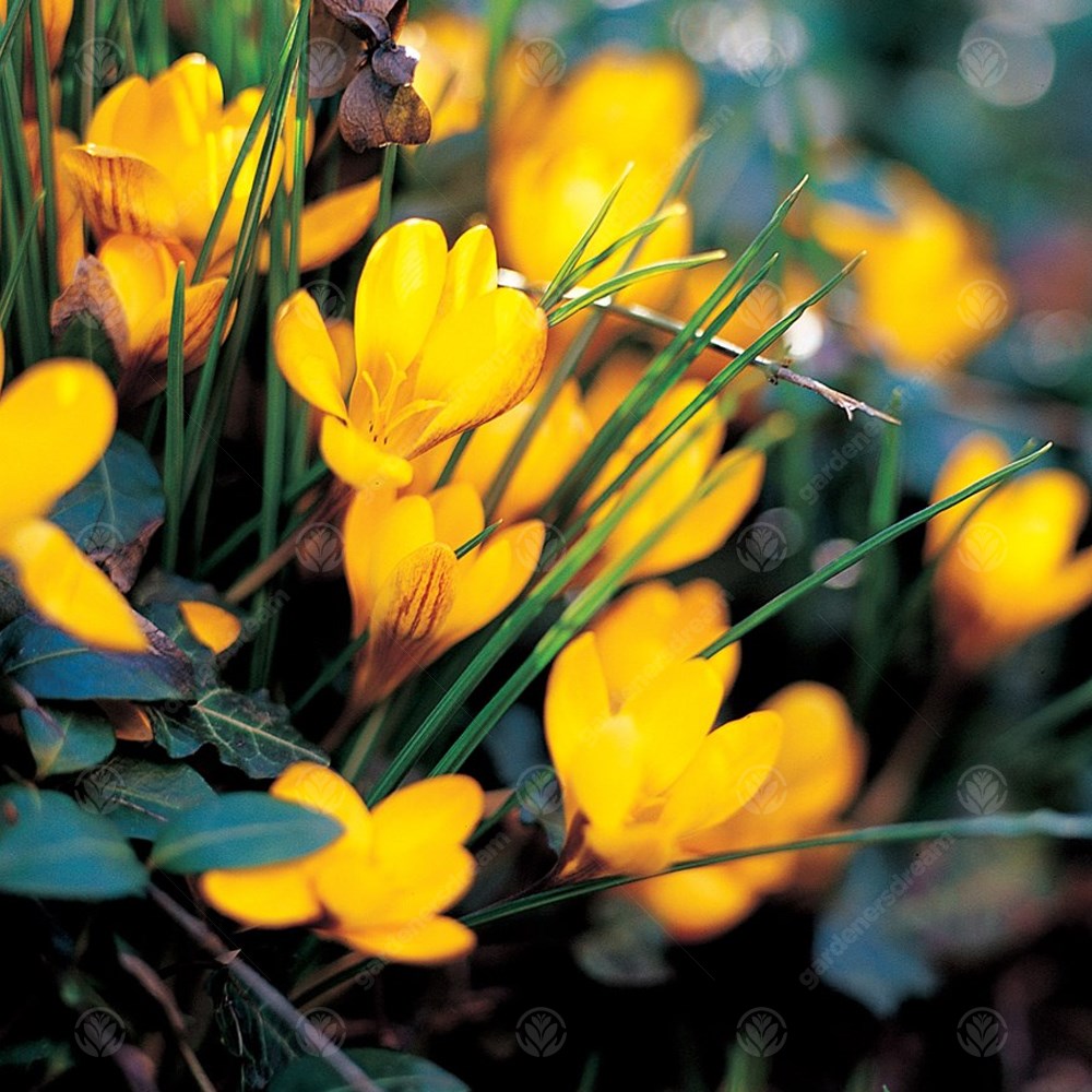 Crocus Fuscotinctus -MASTER-