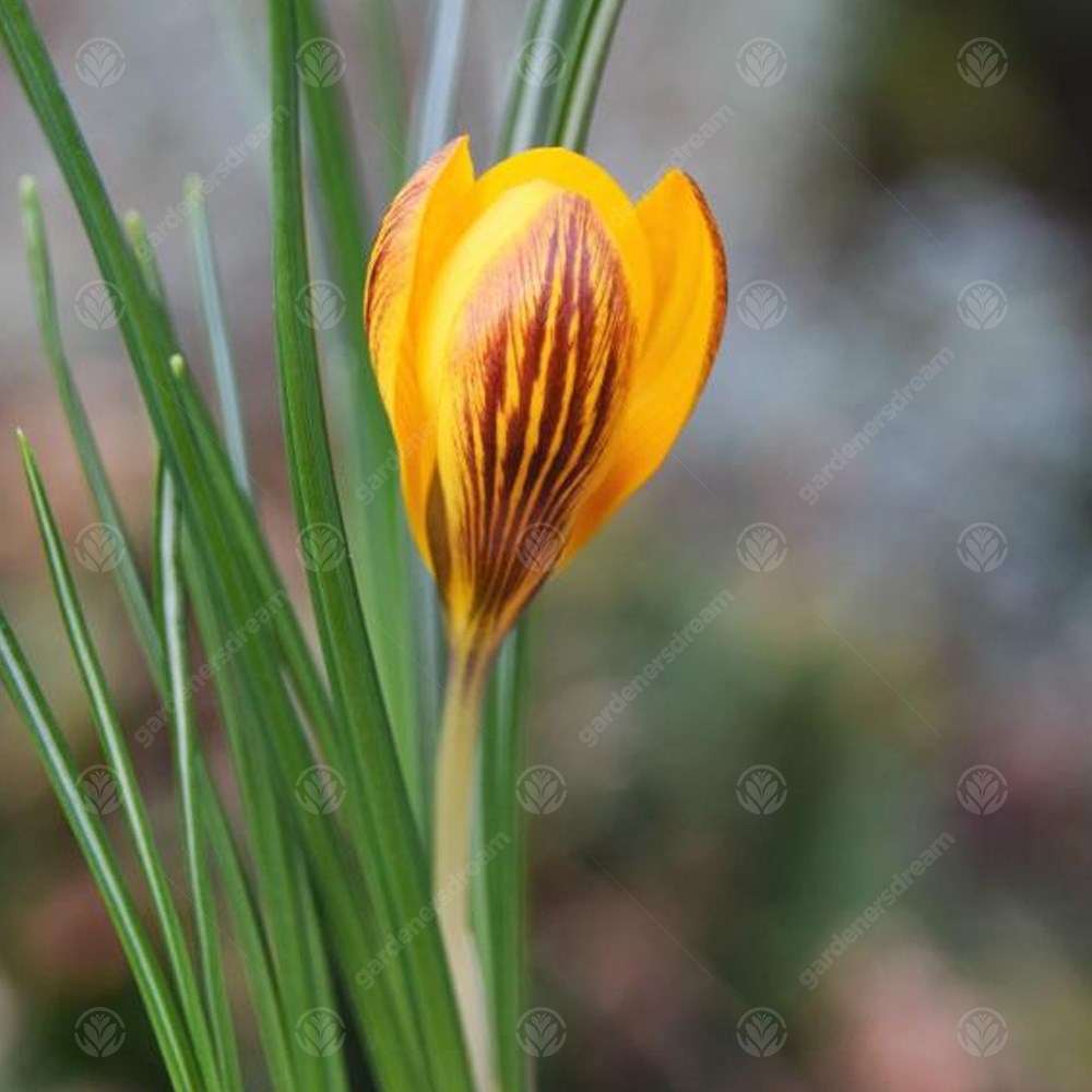 Crocus Fuscotinctus -MASTER-
