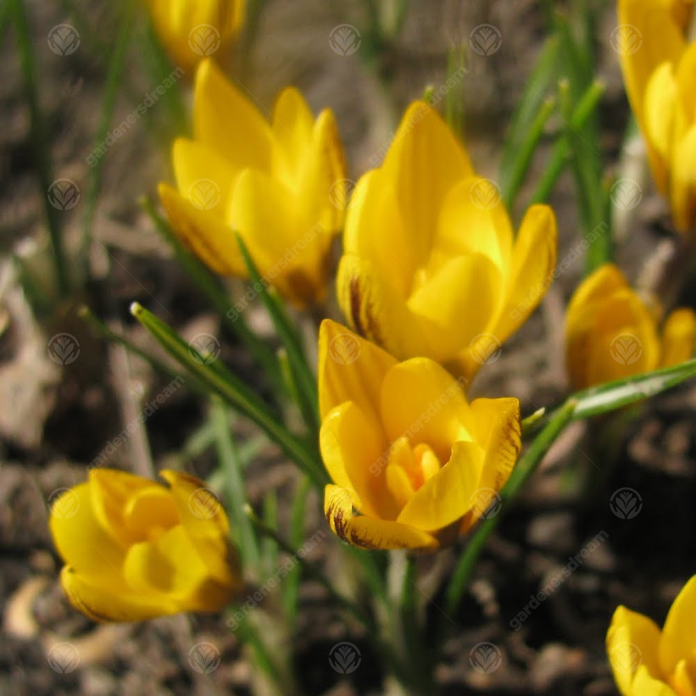 Crocus Fuscotinctus -MASTER-