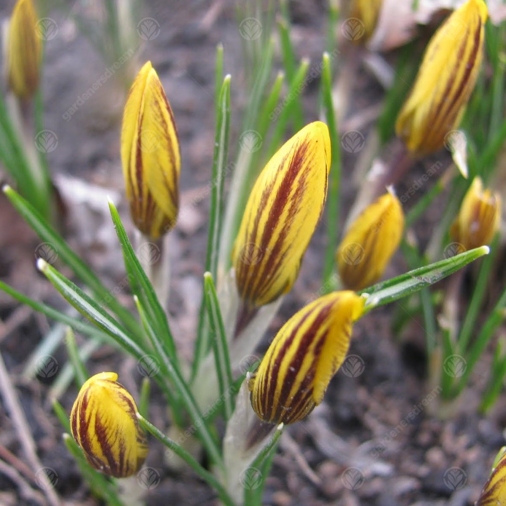 Crocus Fuscotinctus -MASTER-