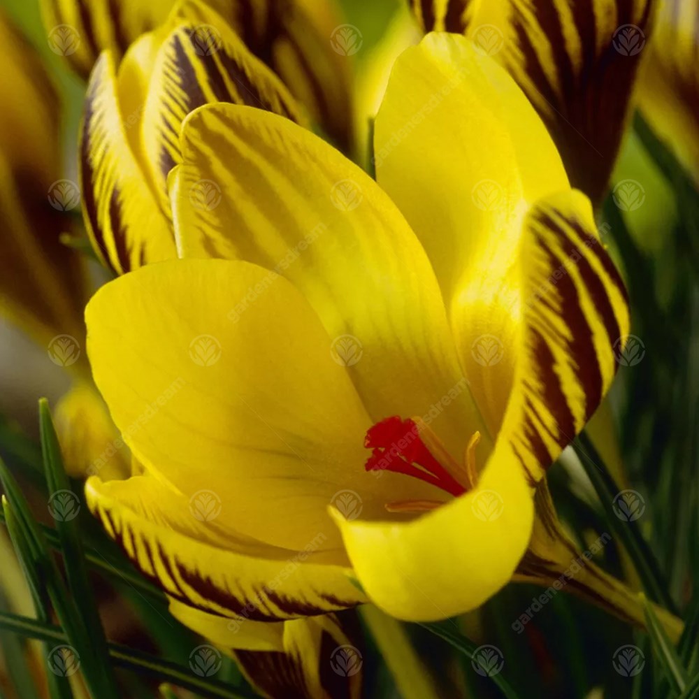 Crocus Gipsy Girl -MASTER-