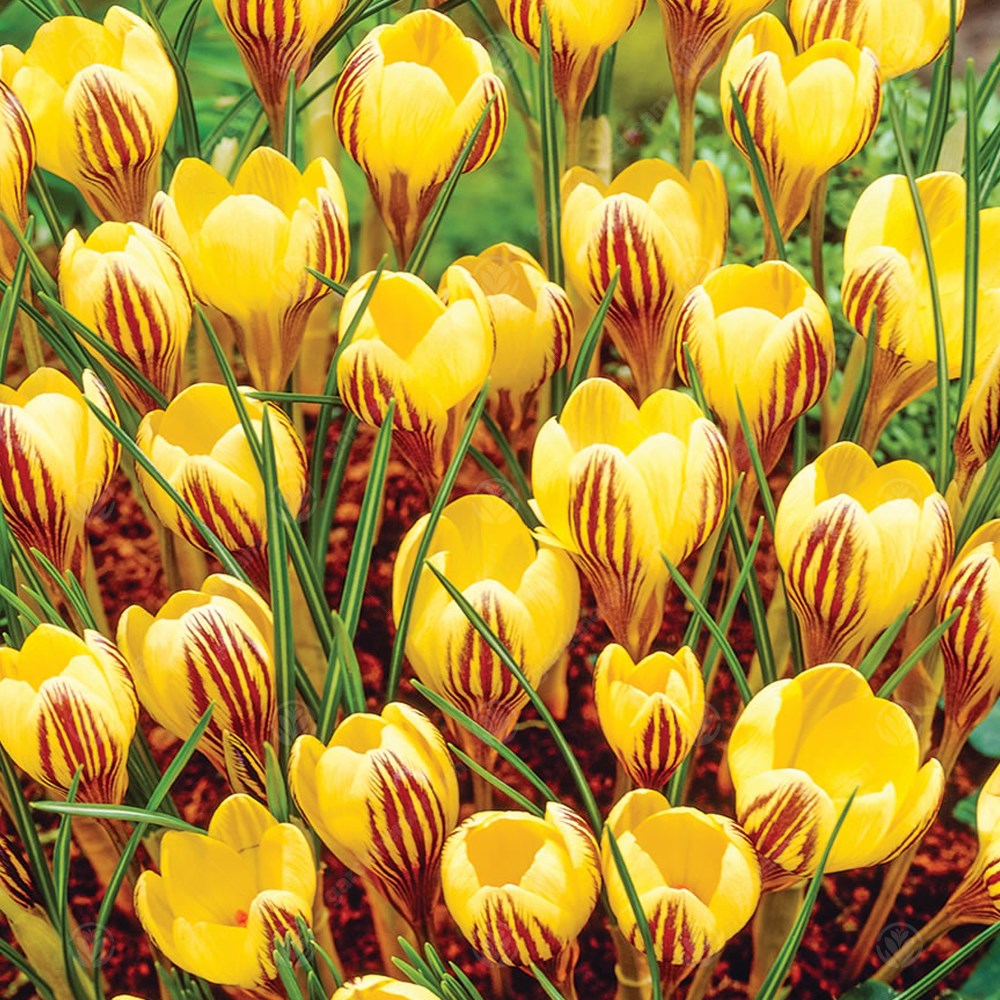 Crocus Gipsy Girl -MASTER-