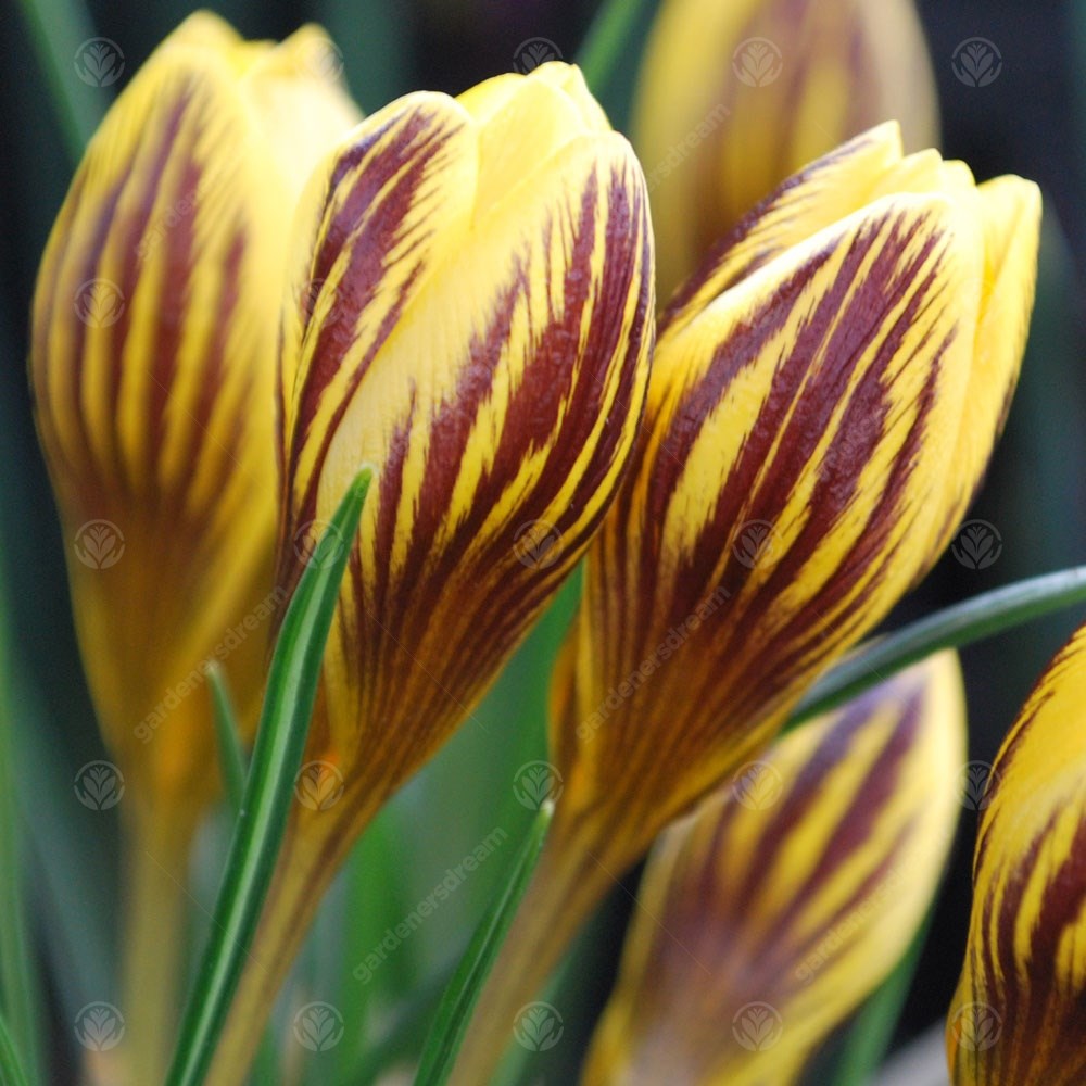 Crocus Gipsy Girl -MASTER-