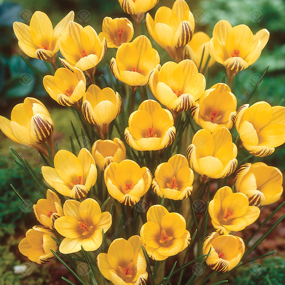 Crocus Gipsy Girl -MASTER-