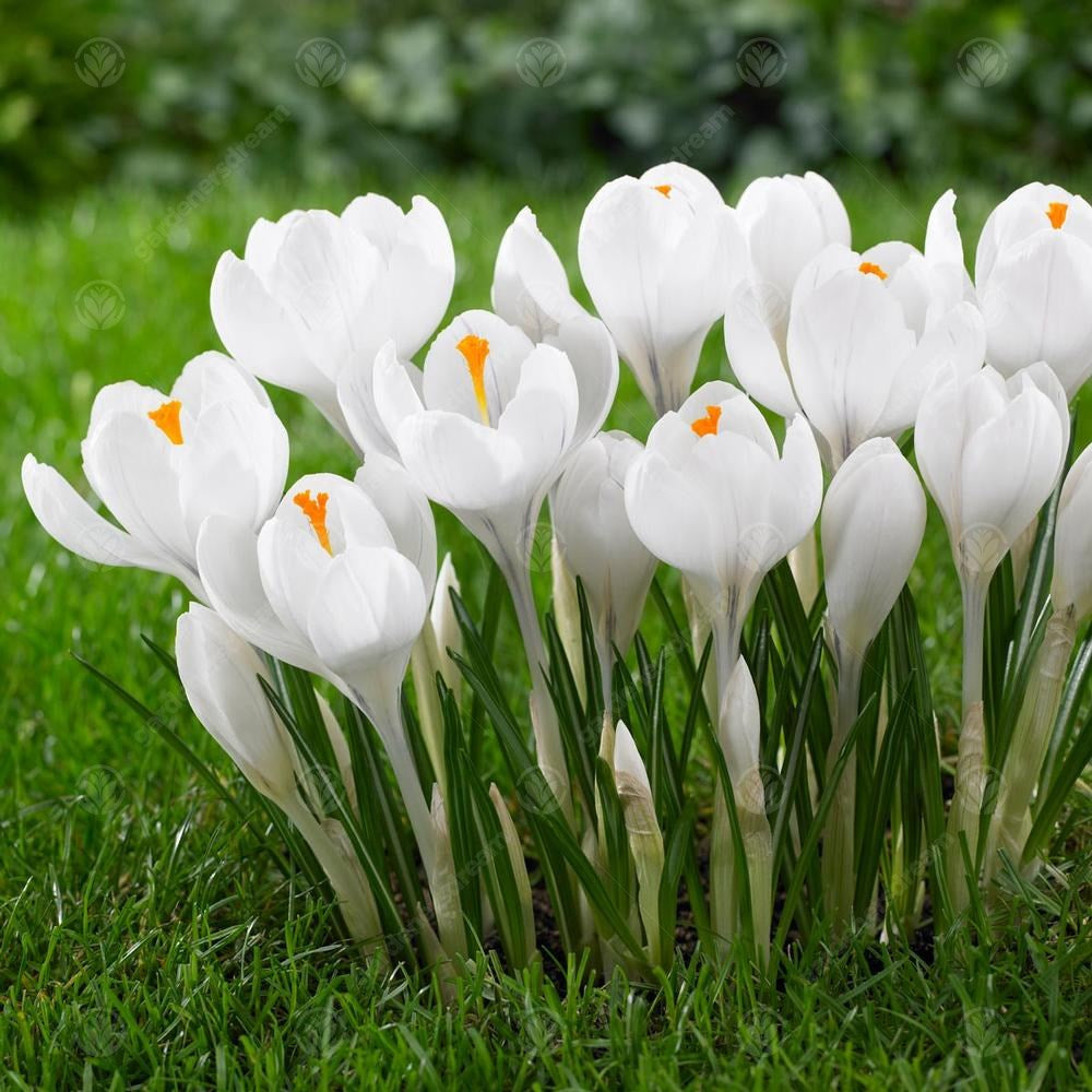 Crocus Miss Vain -MASTER-