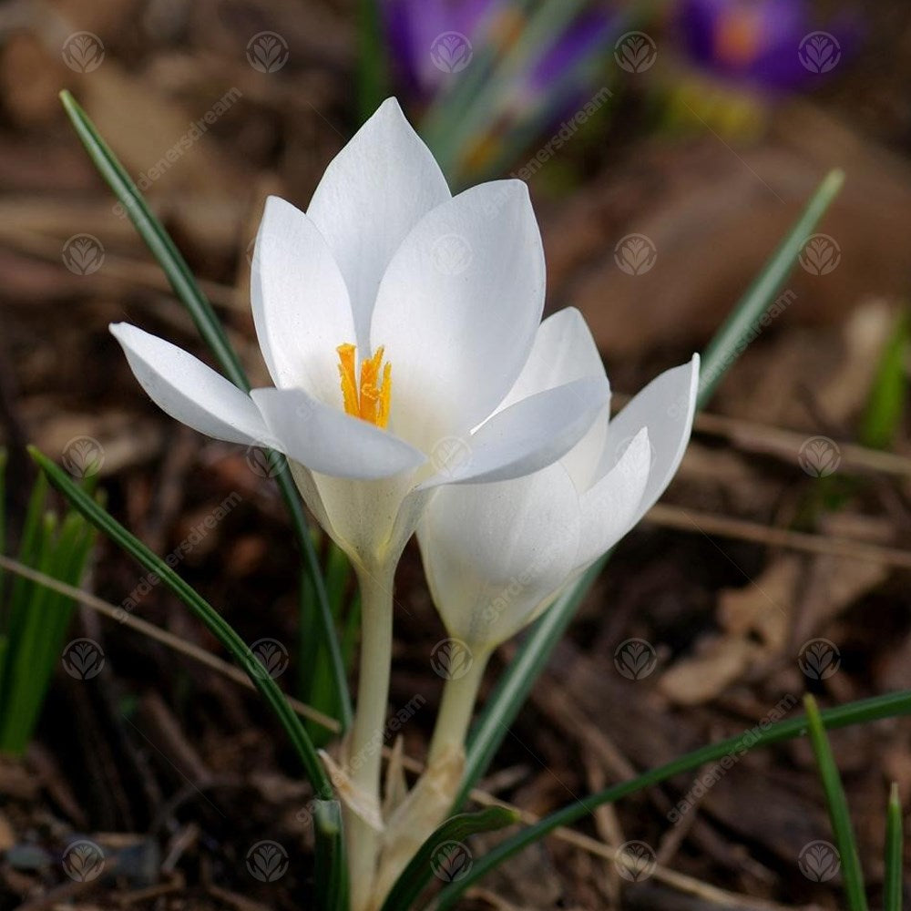 Crocus Miss Vain -MASTER-