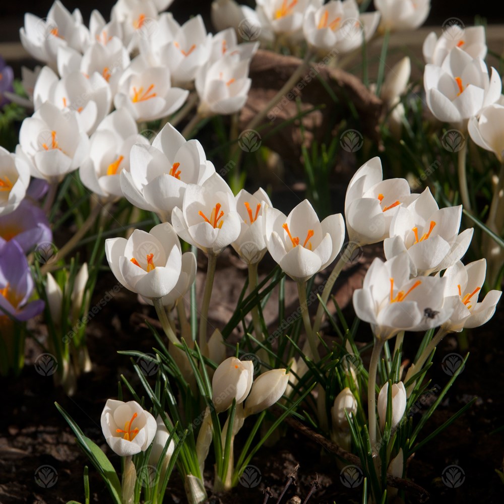 Crocus Miss Vain -MASTER-