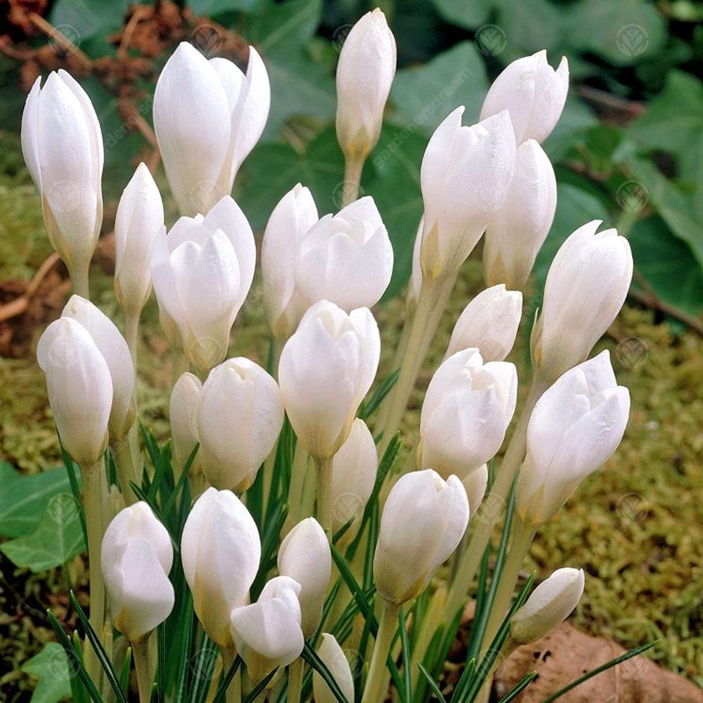 Crocus Miss Vain -MASTER-