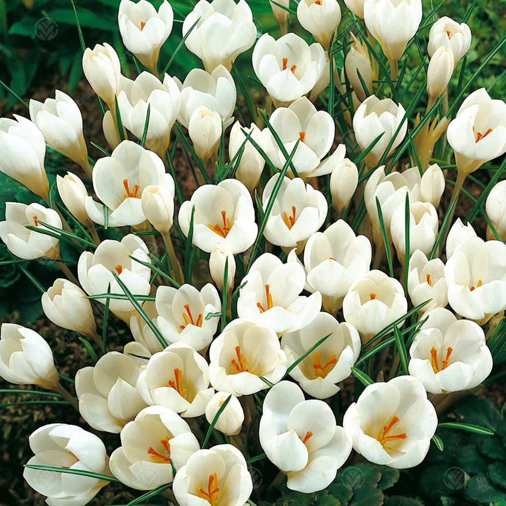 Crocus Miss Vain -MASTER-