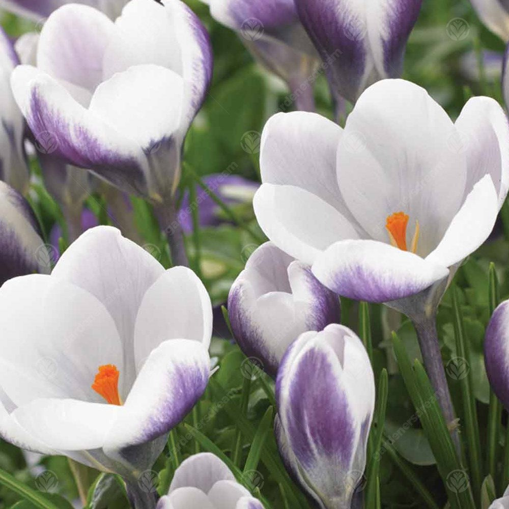Crocus Prins Claus -MASTER-