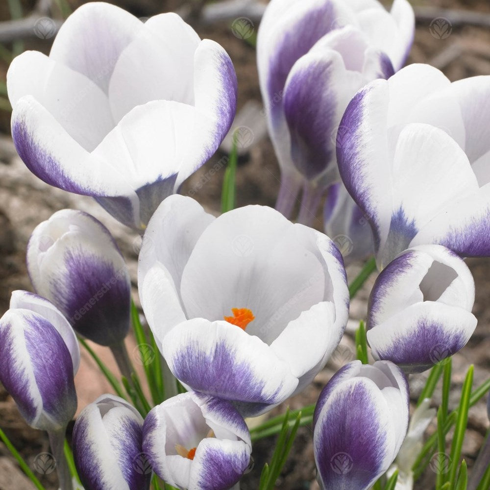 Crocus Prins Claus -MASTER-