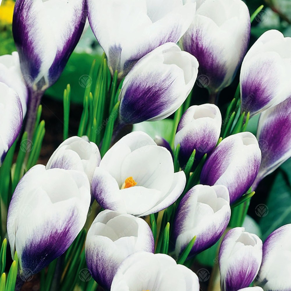Crocus Prins Claus -MASTER-