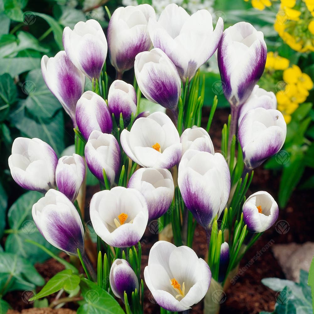 Crocus Prins Claus -MASTER-