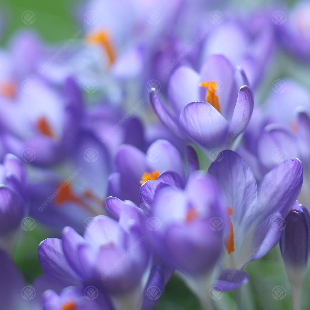 Crocus Firefly -MASTER-