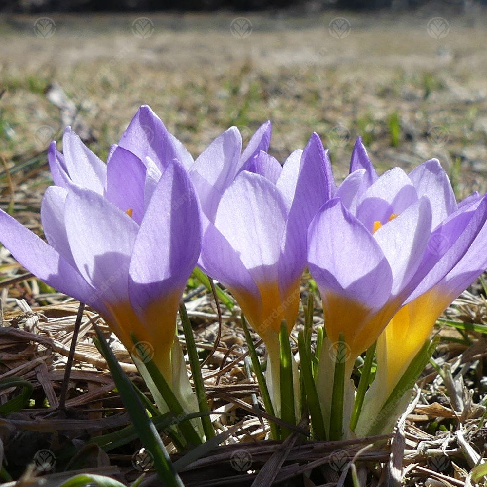 Crocus Firefly -MASTER-