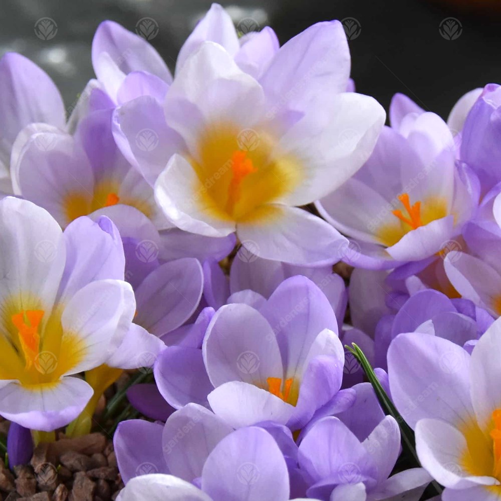 Crocus Firefly -MASTER-