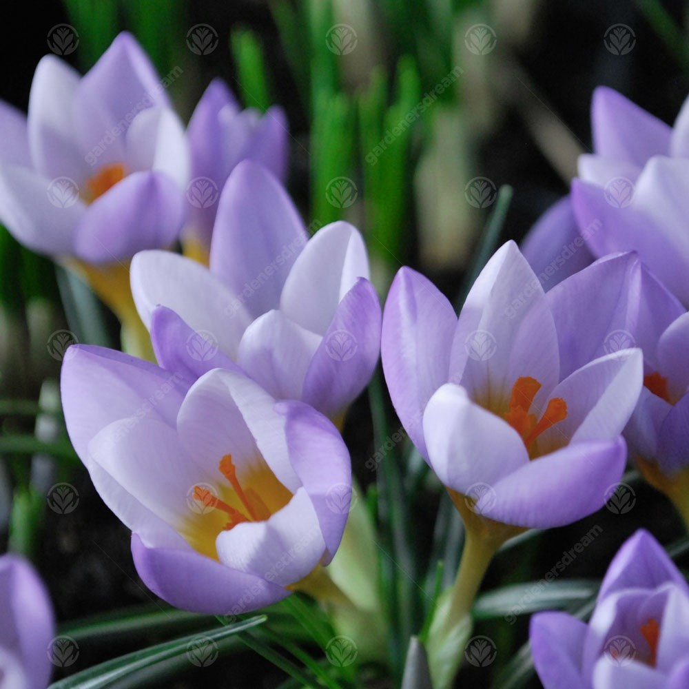 Crocus Firefly -MASTER-
