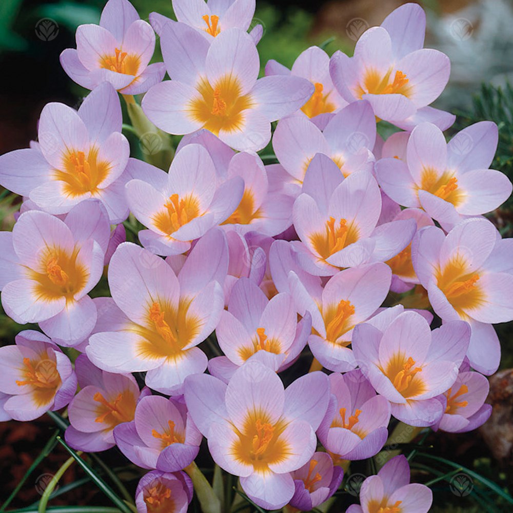 Crocus Firefly -MASTER-