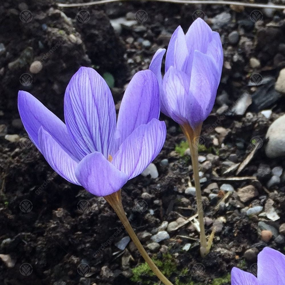 Crocus Speciosus -MASTER-