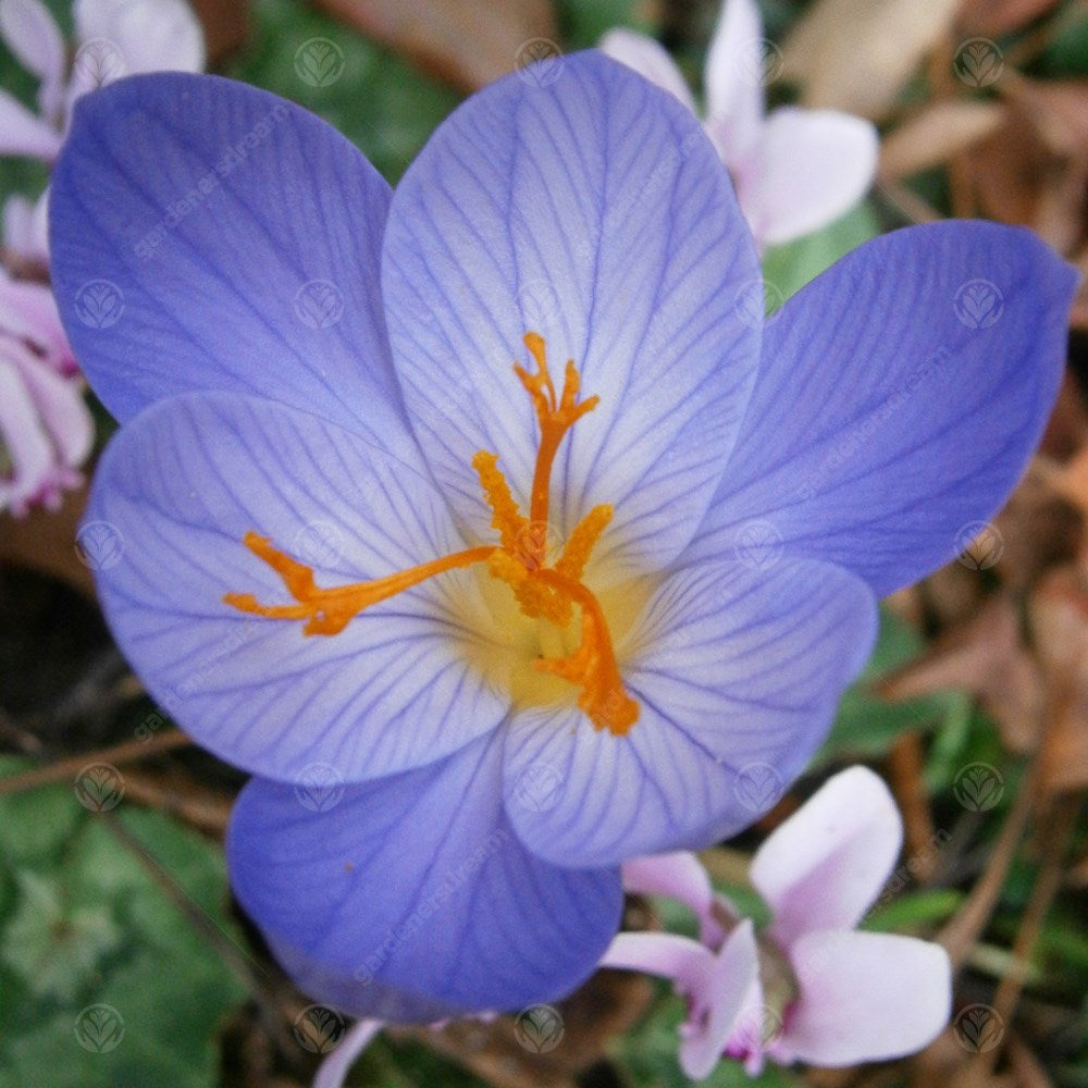 Crocus Speciosus -MASTER-