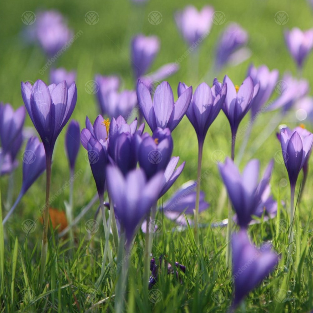 Crocus Speciosus -MASTER-