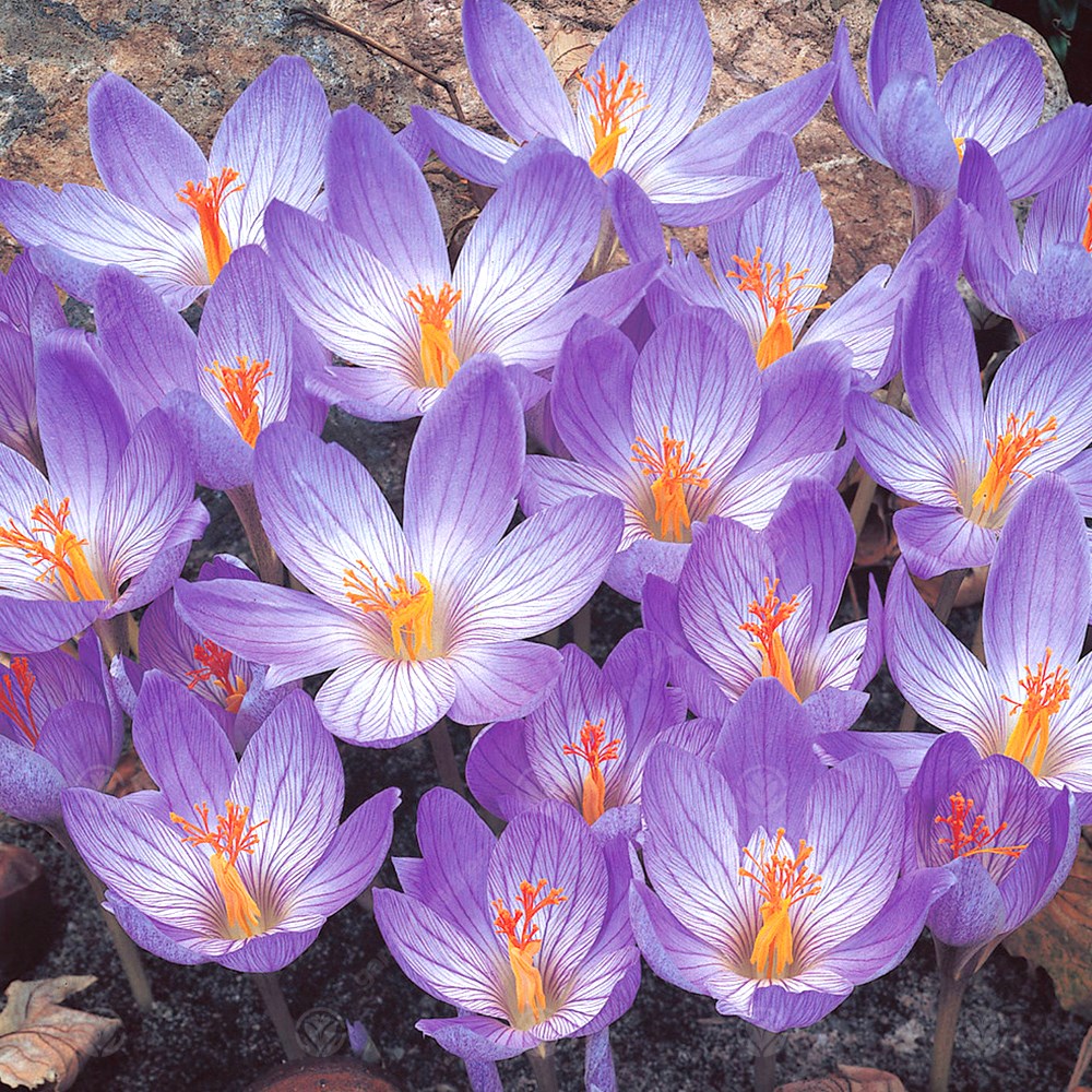 Crocus Speciosus -MASTER-