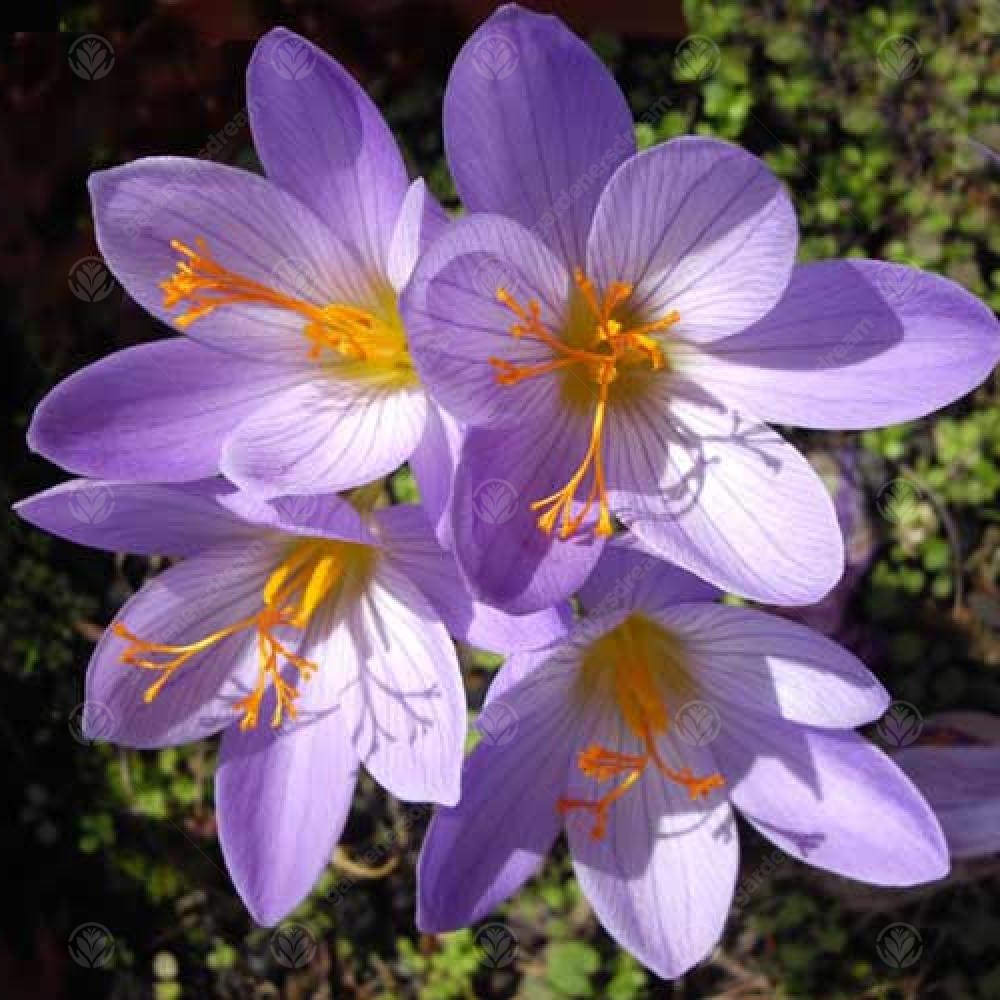 Crocus Conqueror -MASTER-
