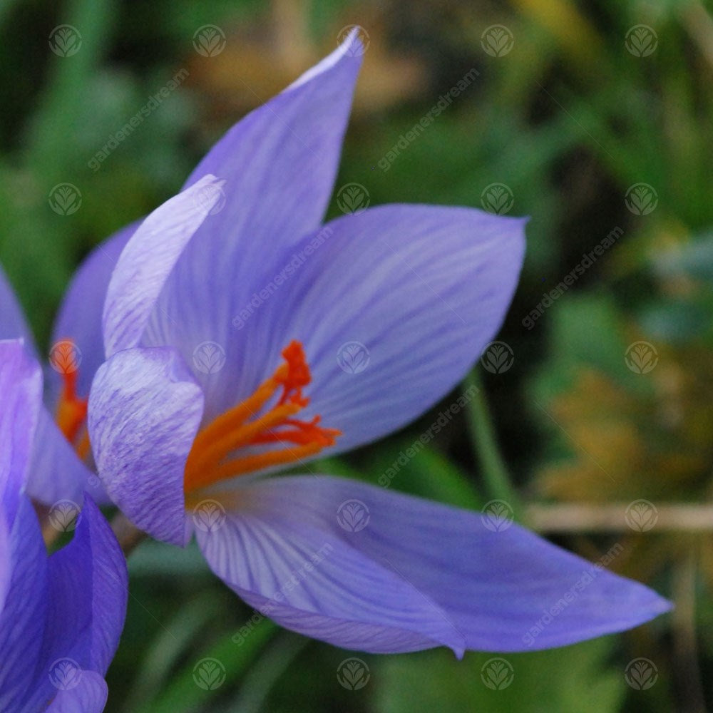 Crocus Conqueror -MASTER-