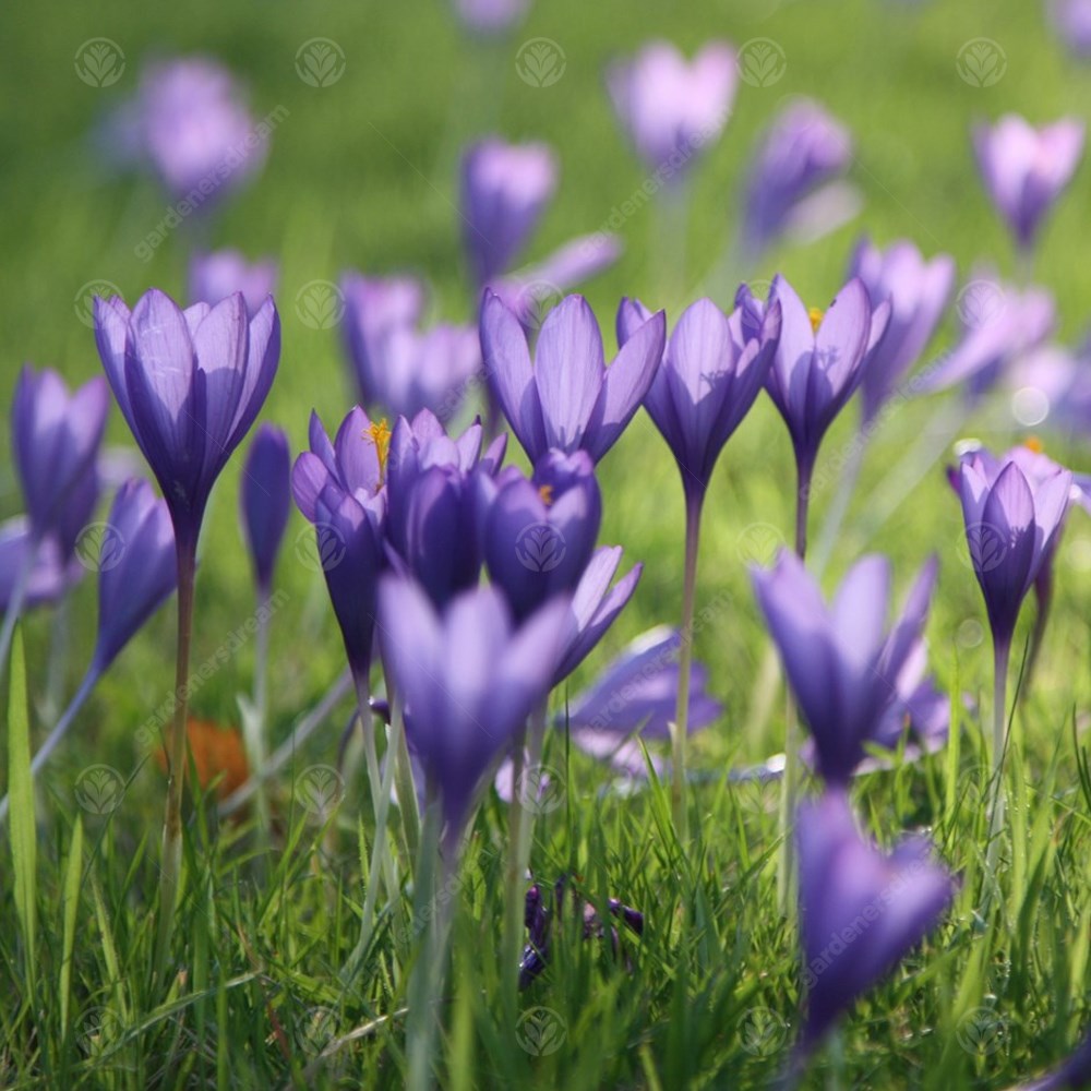 Crocus Conqueror -MASTER-