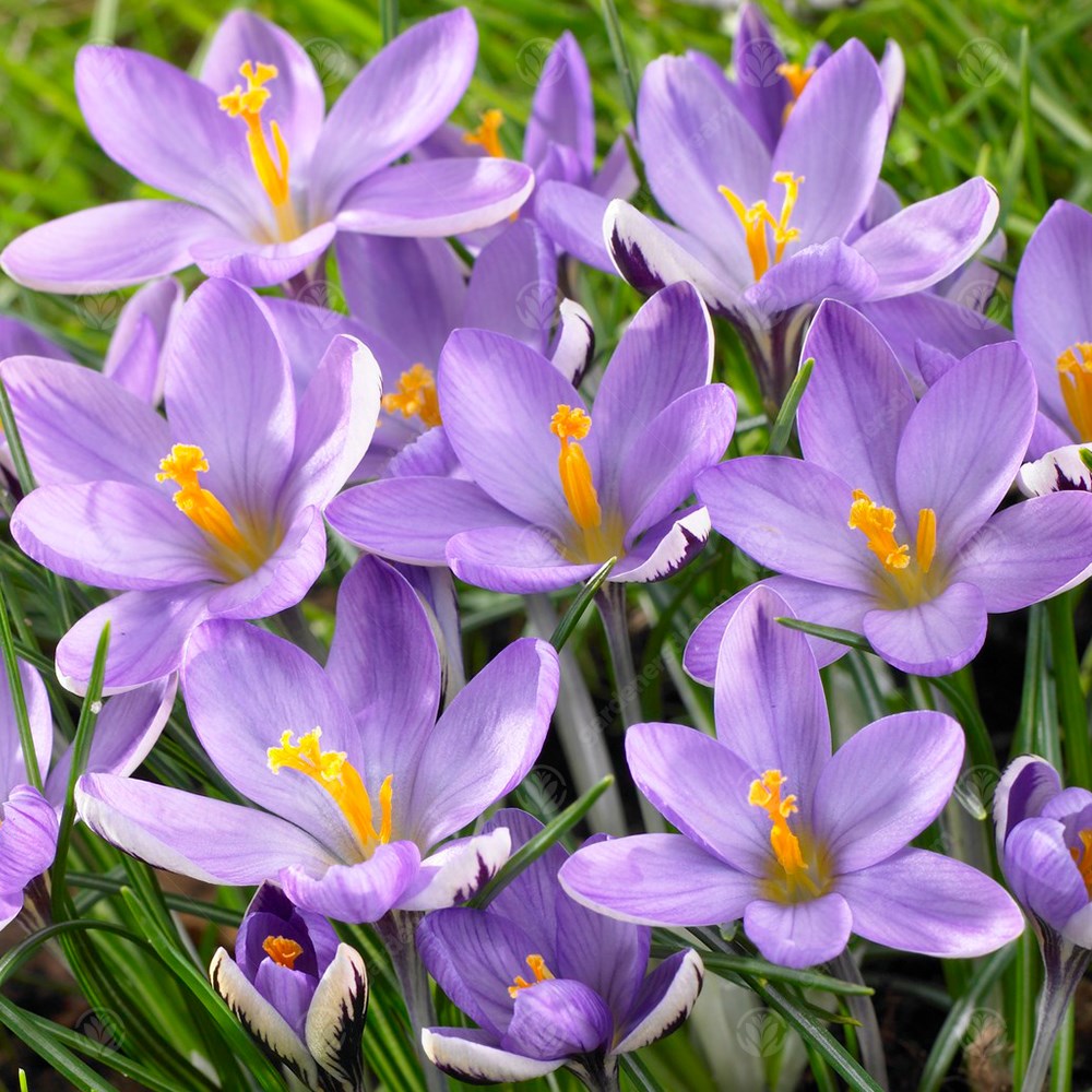 Crocus Spring Beauty -MASTER-