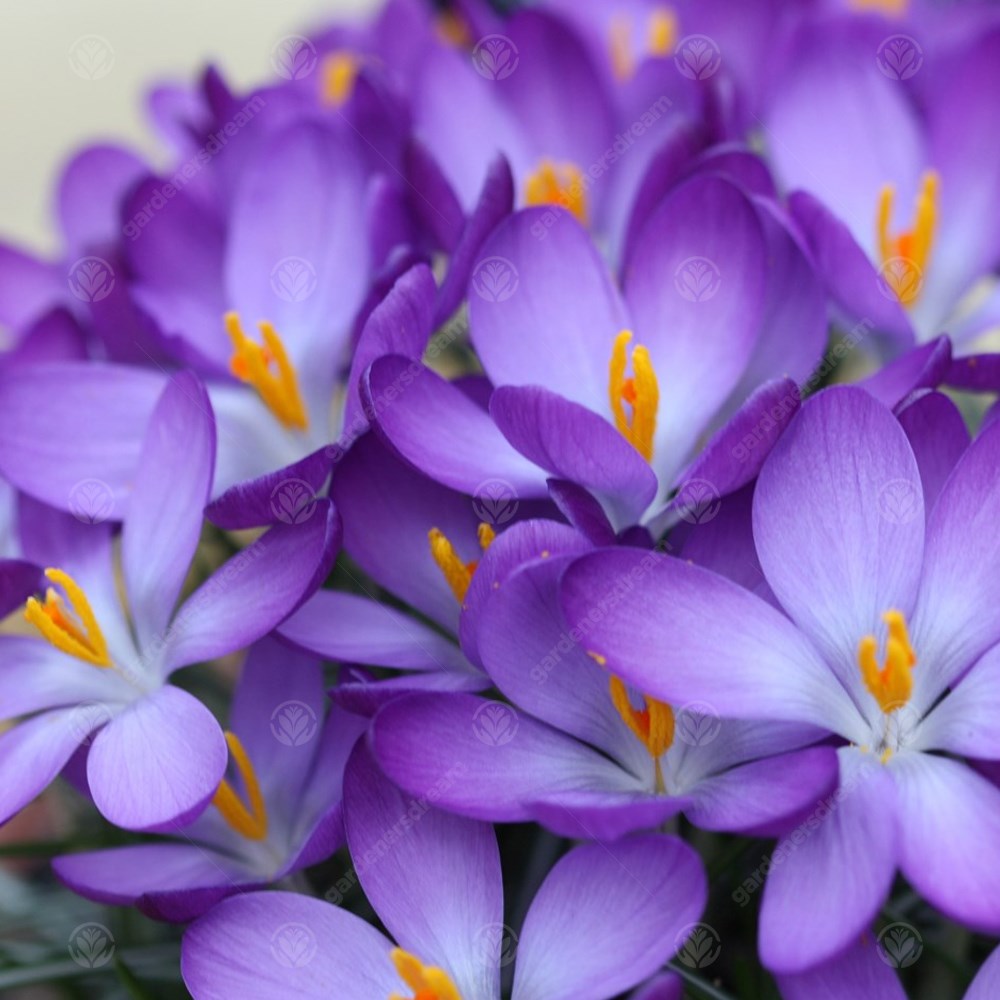 Crocus Whitewell Purple -MASTER-
