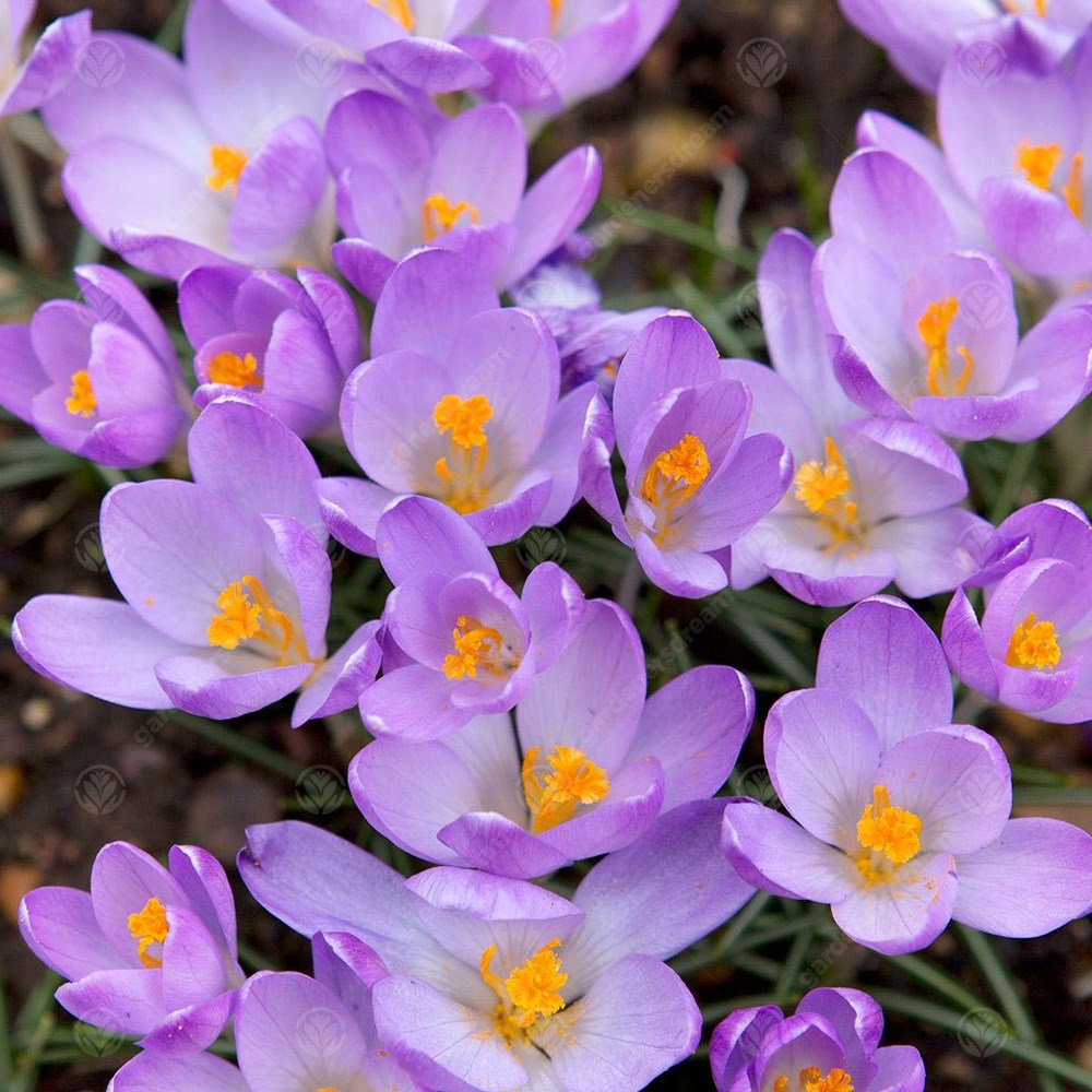 Crocus Whitewell Purple -MASTER-