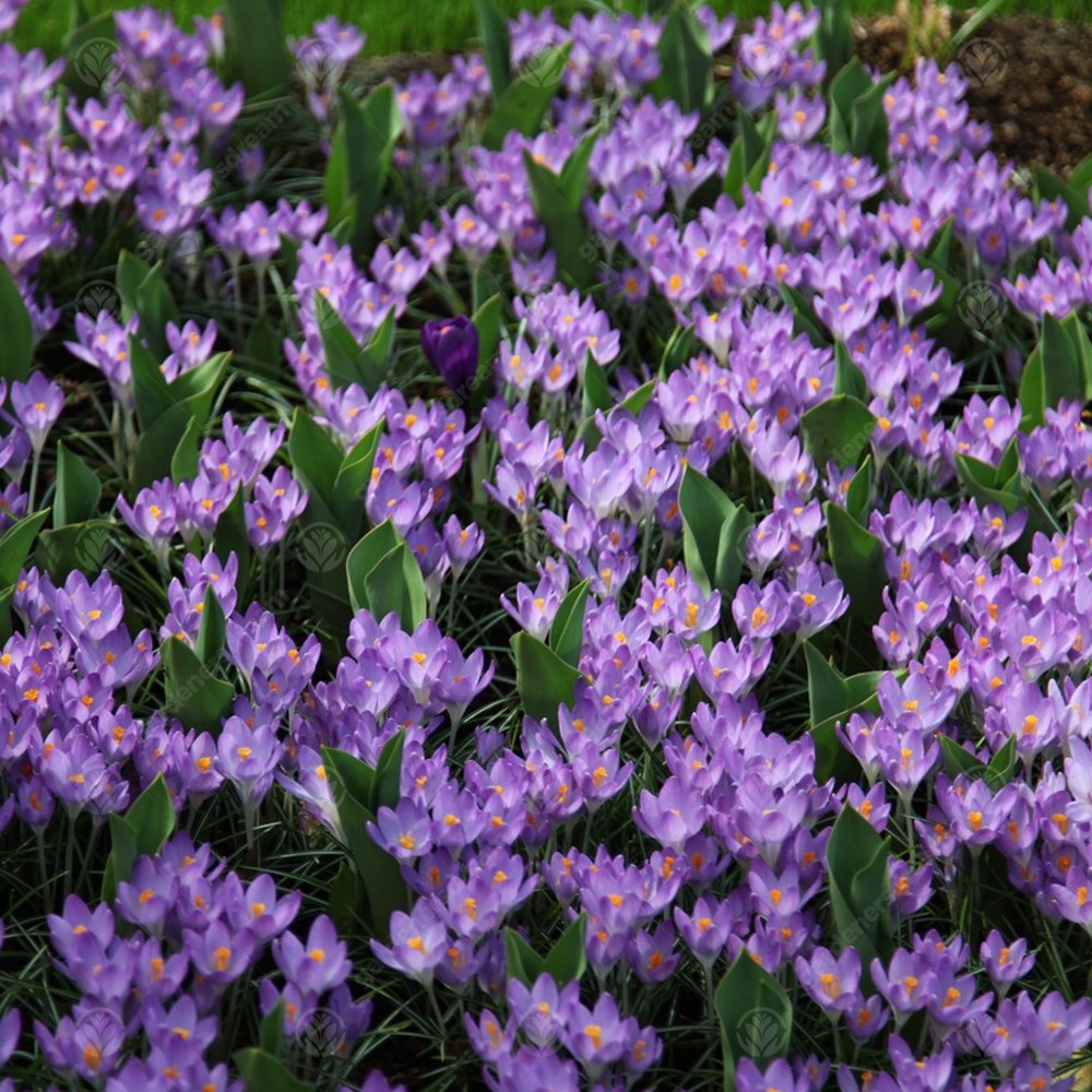 Crocus Whitewell Purple -MASTER-