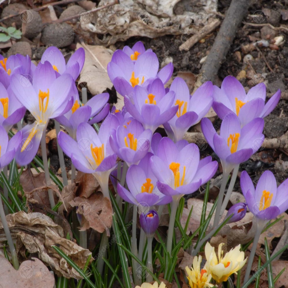 Crocus Whitewell Purple -MASTER-
