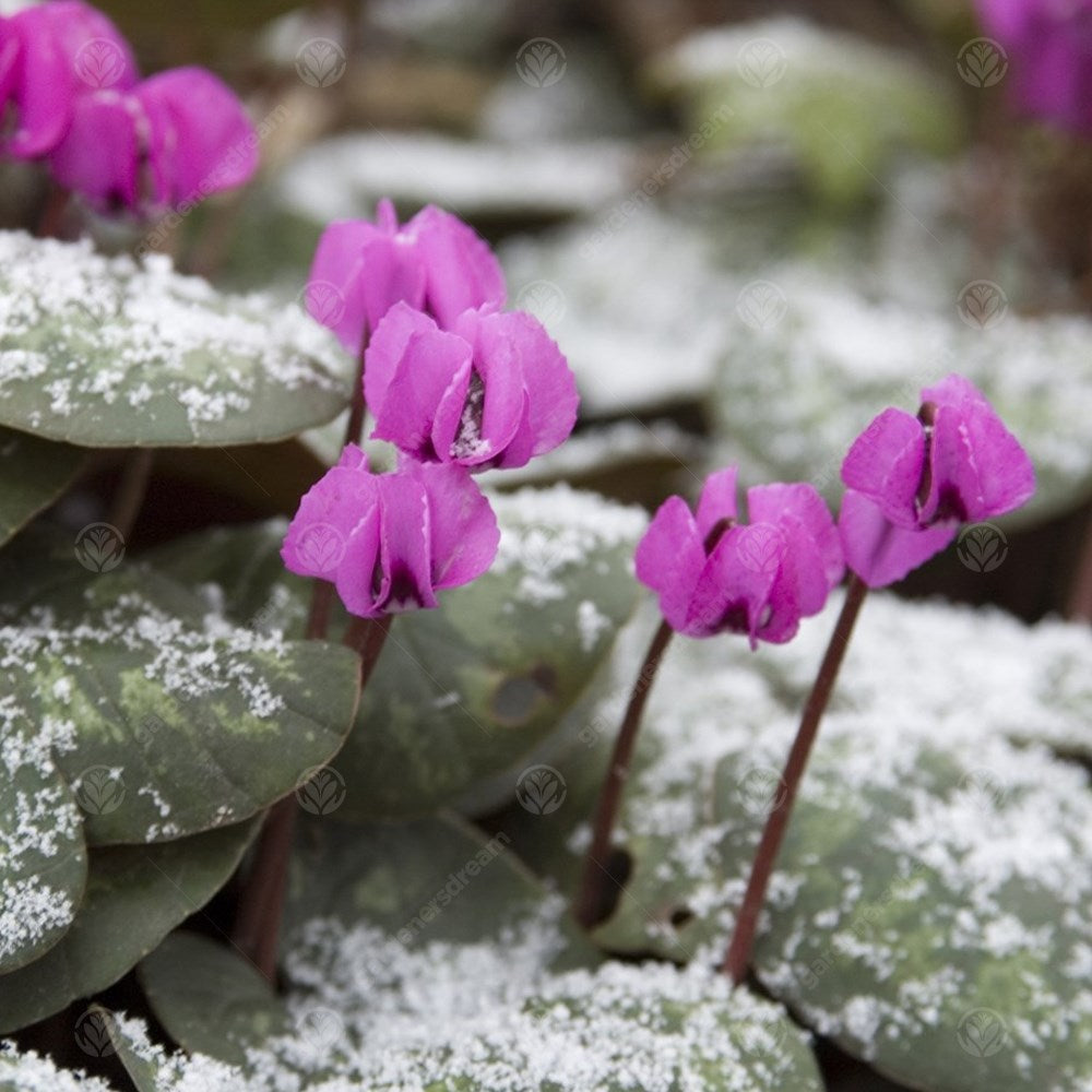 Cyclamen Coum -MASTER-