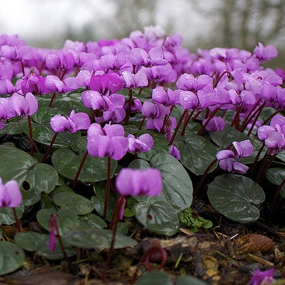 Cyclamen Coum -MASTER-