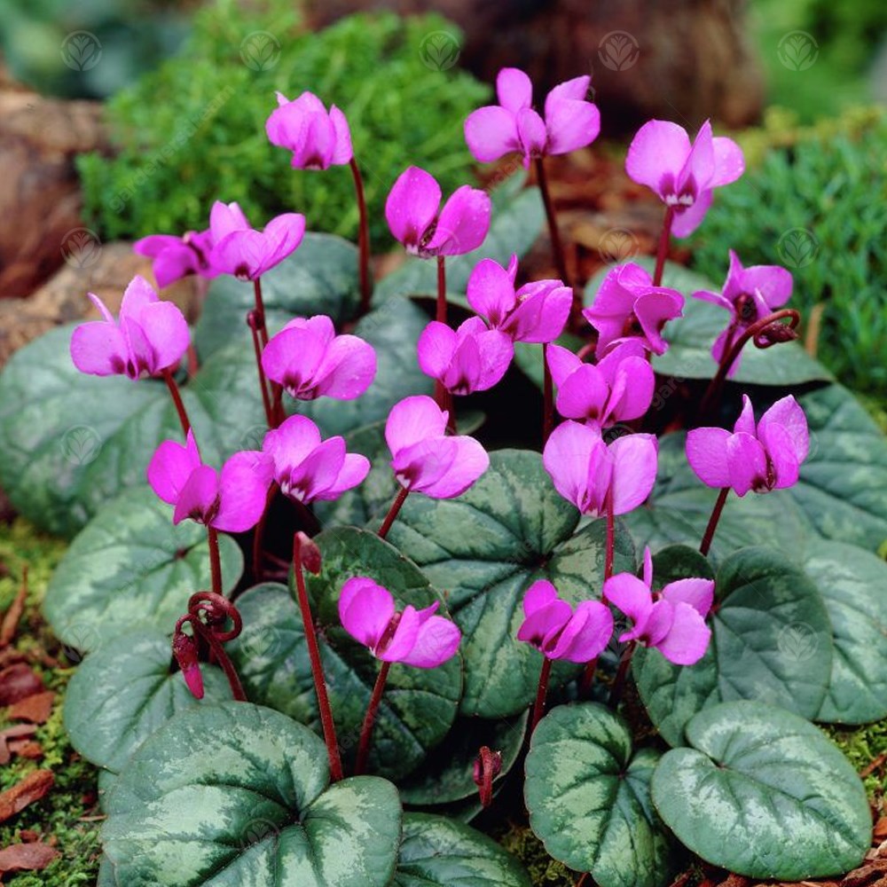 Cyclamen Coum -MASTER-