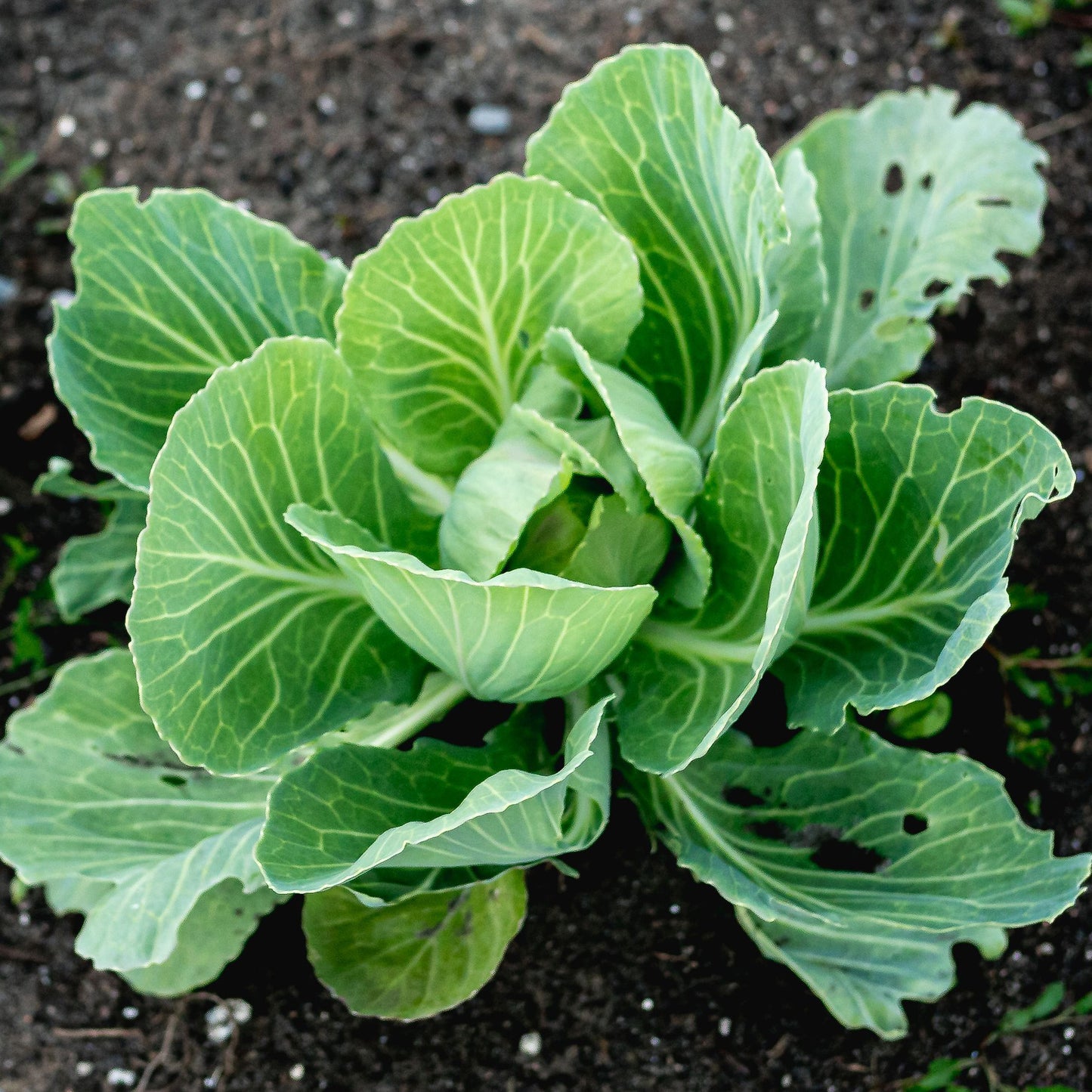 Vegetable - Round Cabbage