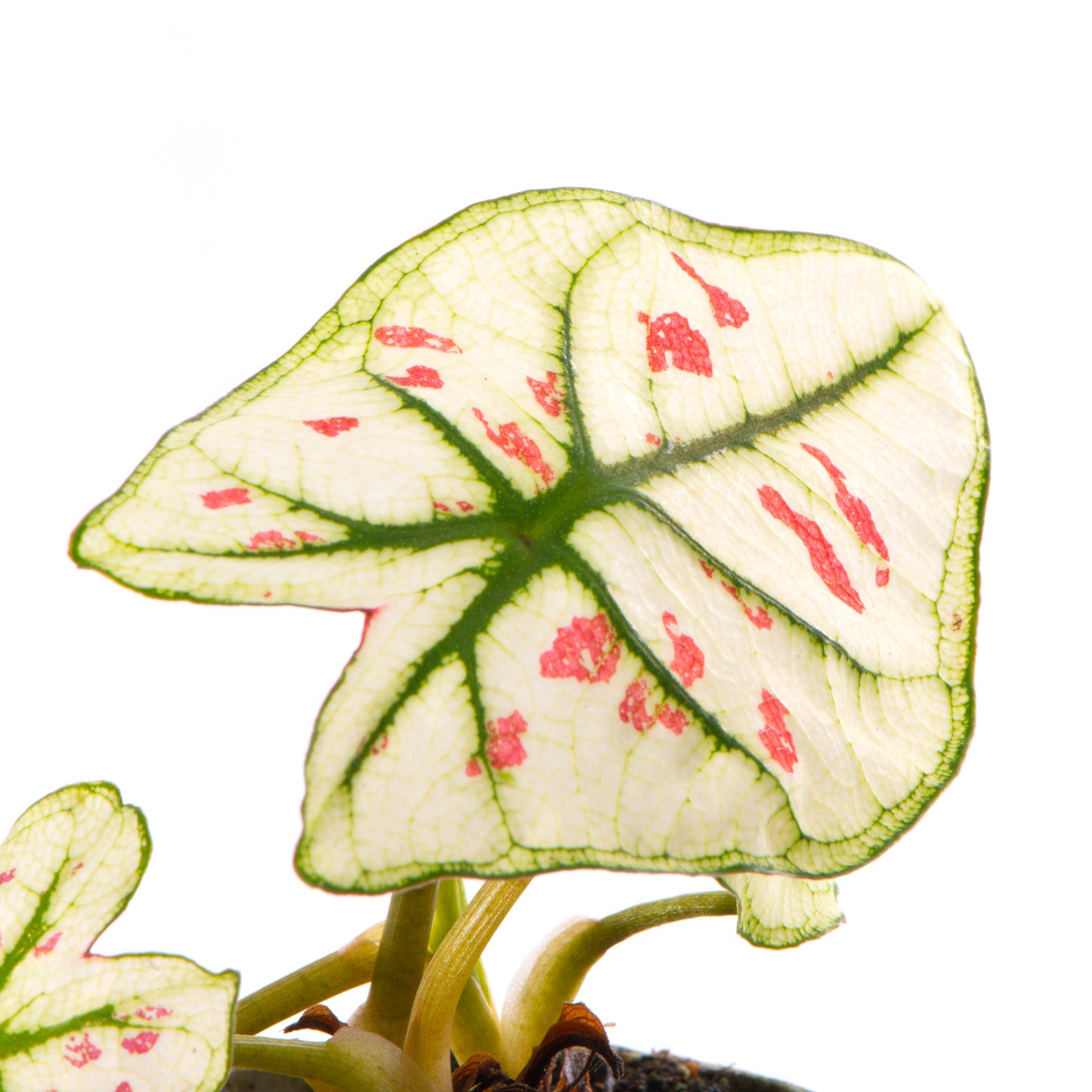 Baby Plants - Caladium Kelly