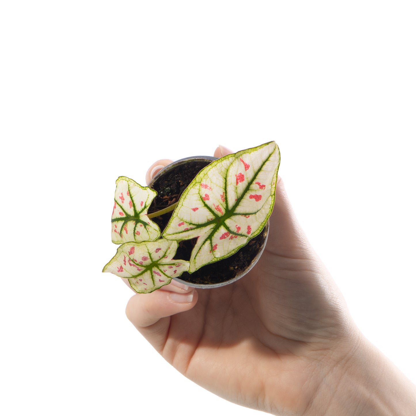 Baby Plants - Caladium Kelly