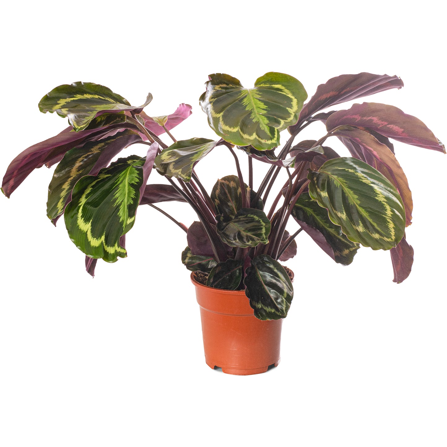 Calathea Medalion