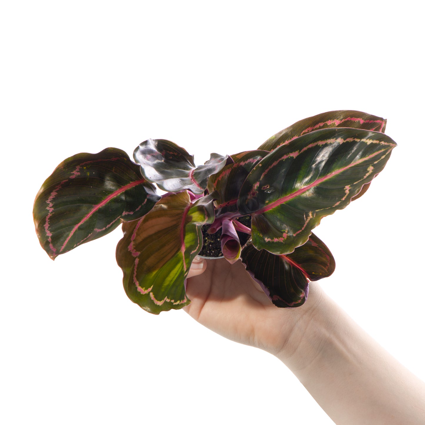 Baby Plants - Calathea Roseopicta Illustrious