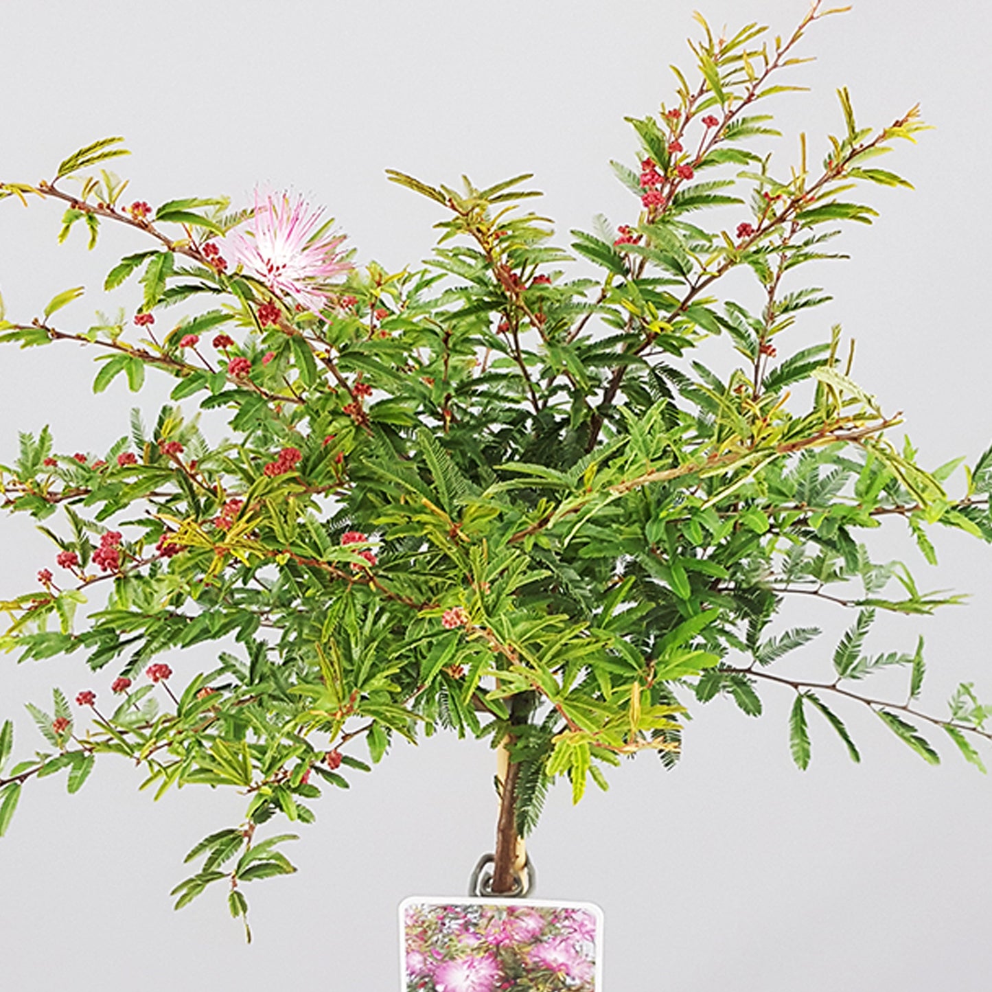 Calliandra Dixie Pink Patio Tree