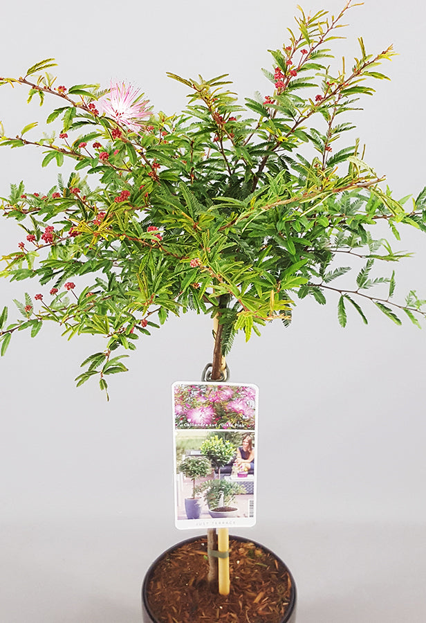 Calliandra Dixie Pink Patio Tree