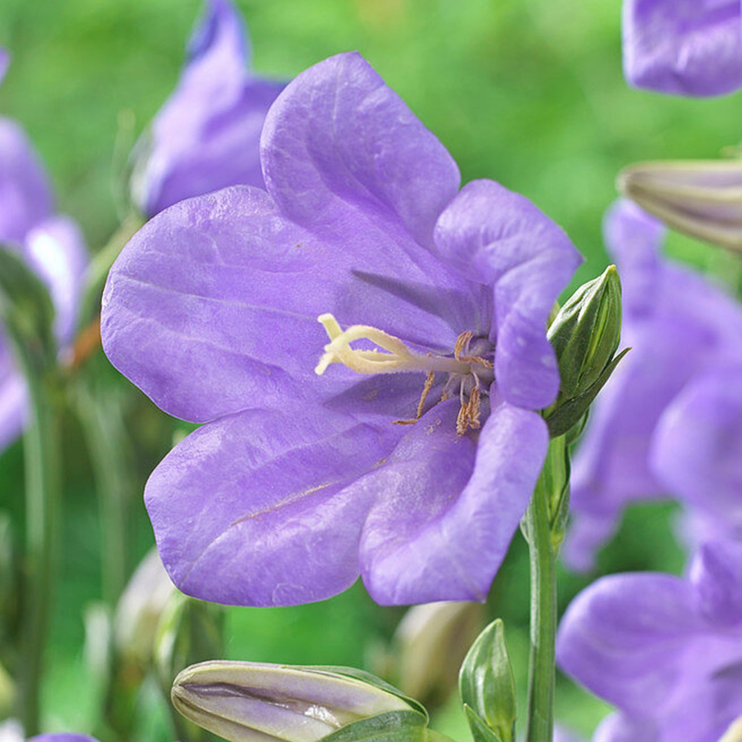 Campanula Takion Blue